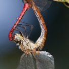 Dragonflies in action