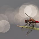 Resting in bokeh