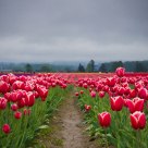 The Tulip Field