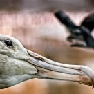 The Albatross flies again