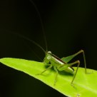 Baby Katydid 