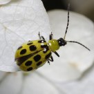 Spotted Bug