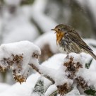 Winter 2012