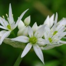 Wild Garlic