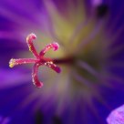 Geranium Heart