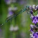 DamselFly - Wandering Ringtail (Austrolestes leda)