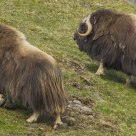 muskox
