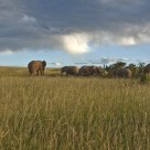 Wild Herd