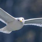 Seagull shot from a boat in Geiranger / Norway