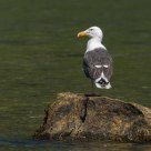 Larus marinus /Great Black-backed Gull