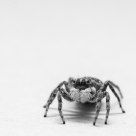 spider