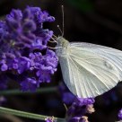 Cabbage White Butterfly on Lavender