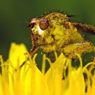 POLLEN