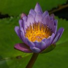 Water lily