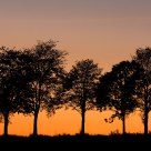 Silhouettes