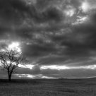 Lonely Tree