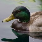 Mallard Duck