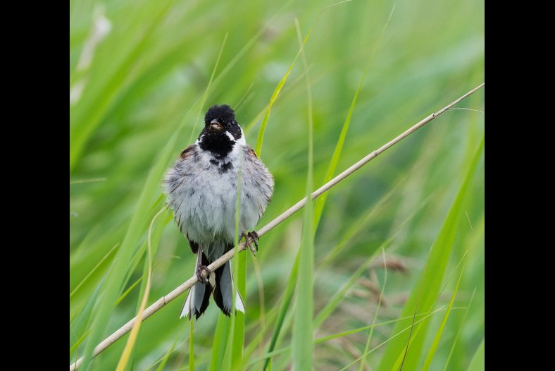 reed bunting