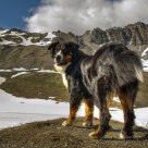 baloo
