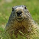 Marmotte