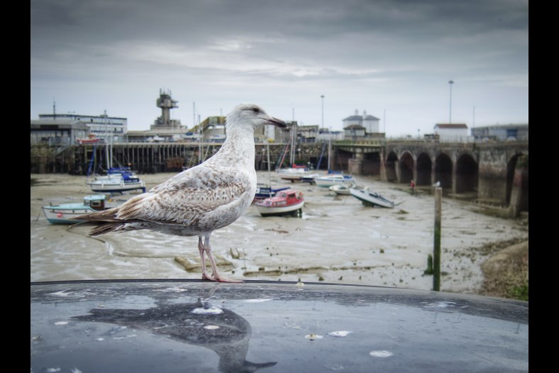 Gull