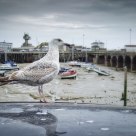 Gull