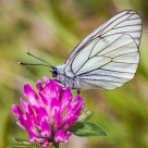 Aporia crataegi