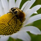 Trichius zonatus