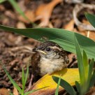 Wren