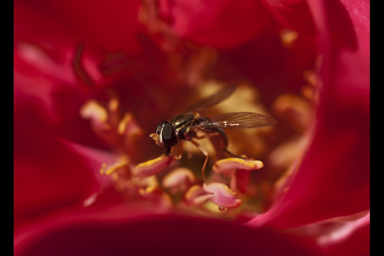 The flower and the bee