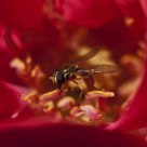 The flower and the bee
