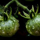 Green tomatoes