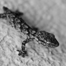 Gecko