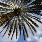 Palm