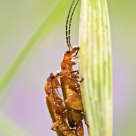 Mating