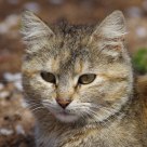 Le chat du voisin