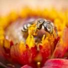 Pollination