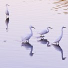 Follow the Leader
