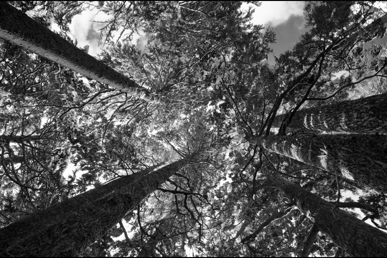 Upper Canopy
