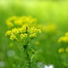 Green & Yellow