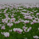 Poppy_Many