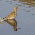Tringa totanus / Redshank 