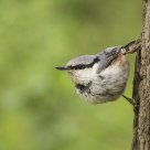 Sitta europaea / Eurasian Nuthatch