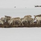 Wild reindeer from Skjåk / Norway