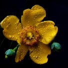 Yellow flower