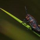 Southern Lubber Grasshopper Nymph