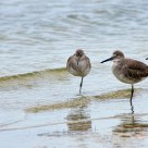One Leg Standing Contest