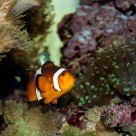 Anemone Fish