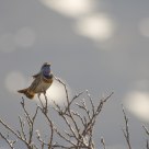 Luscinia svecica / Bluethroat