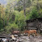 Wildlife in Yubeng